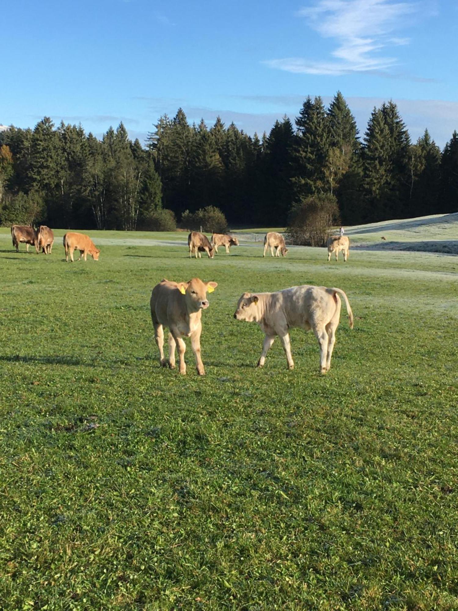 Alte Schmiede Balderschwang
